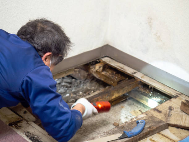 Best Residential Mold Remediation in North Fond Du Lac, WI