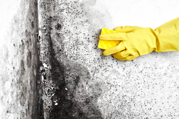 Best Attic Mold Remediation in North Fond Du Lac, WI