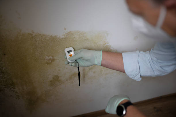 Best Insurance-Related Mold Remediation in North Fond Du Lac, WI