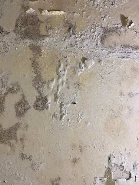 Best Mold Testing and Inspection Services in North Fond Du Lac, WI