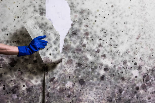 Best Mold Testing and Inspection Services in North Fond Du Lac, WI