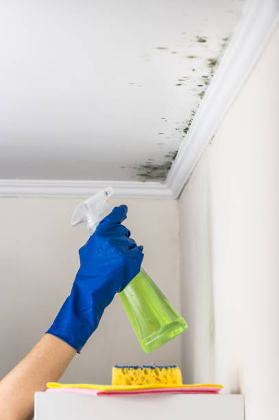 Best Crawl Space Mold Remediation in North Fond Du Lac, WI